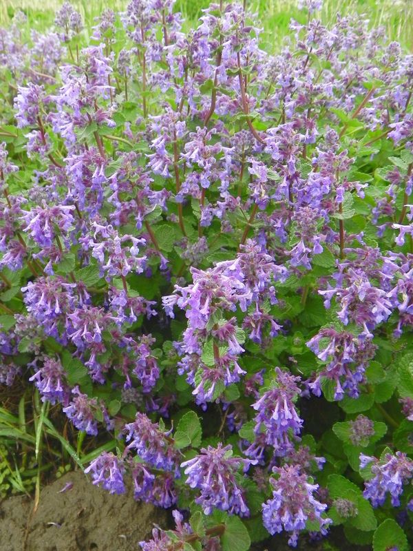Nepeta x faassenii