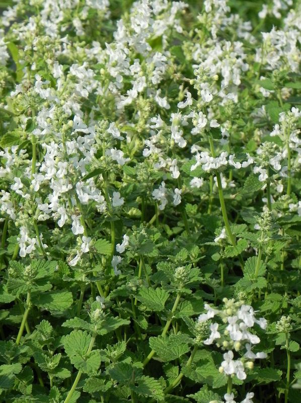 Nepeta faassenii ‘Snowflake’