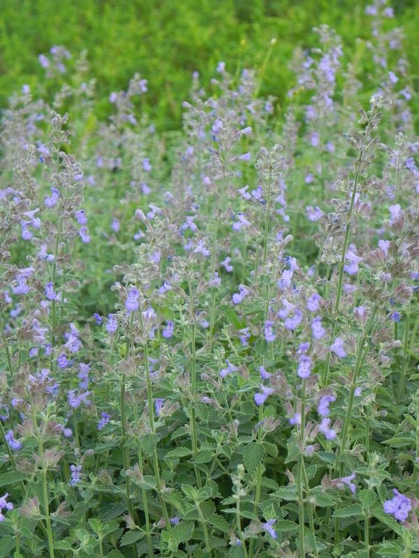 Nepeta x faassenii ‘Six Hills Giant’