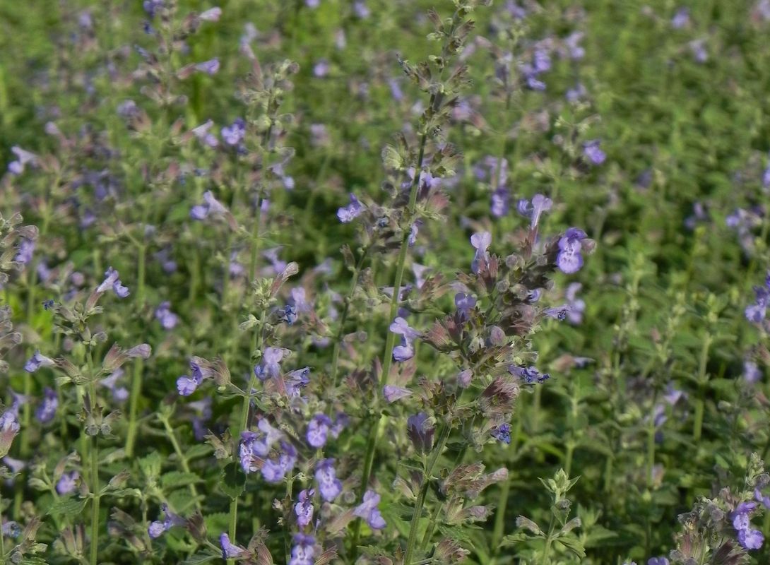 Nepeta x faassenii ‘Six Hills Giant’