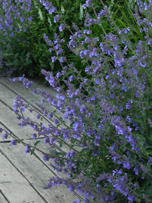 Nepeta x faassenii ‘Walker's Low’