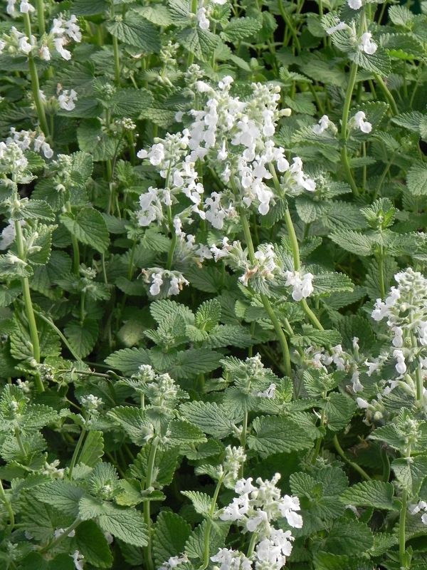 Nepeta x faassenii ‘Alba’
