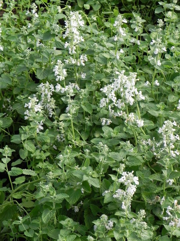 Nepeta x faassenii ‘Alba’