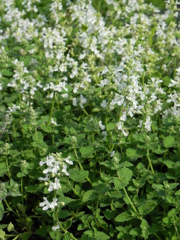 Nepeta x faassenii ‘Alba’