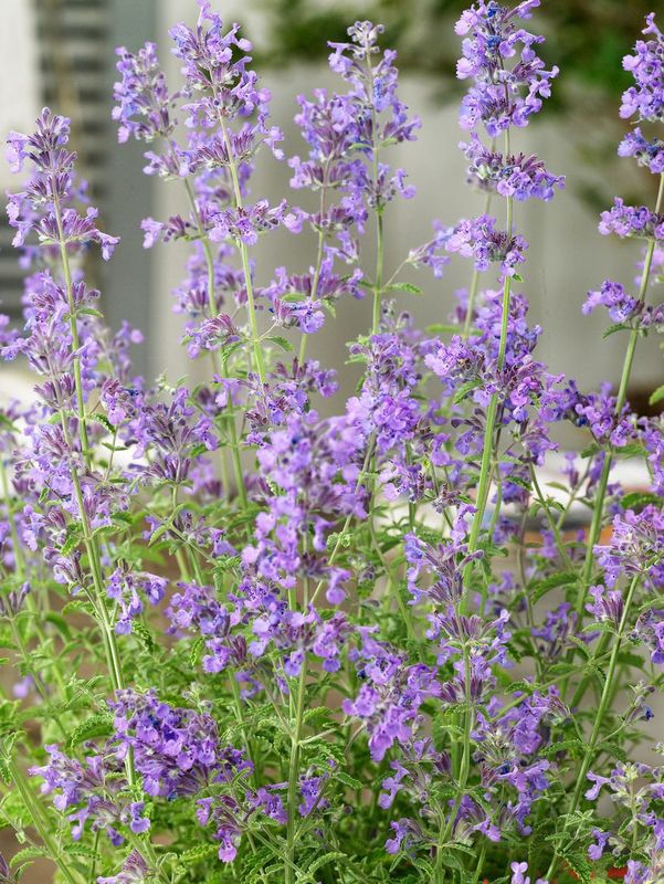 Nepeta x faassenii ‘Senior’