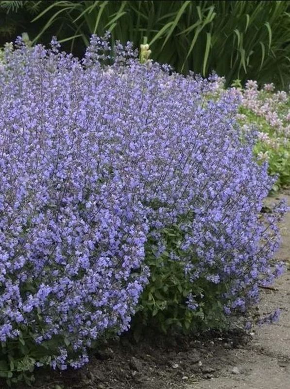 Nepeta x faassenii ‘Purrsian Blue’