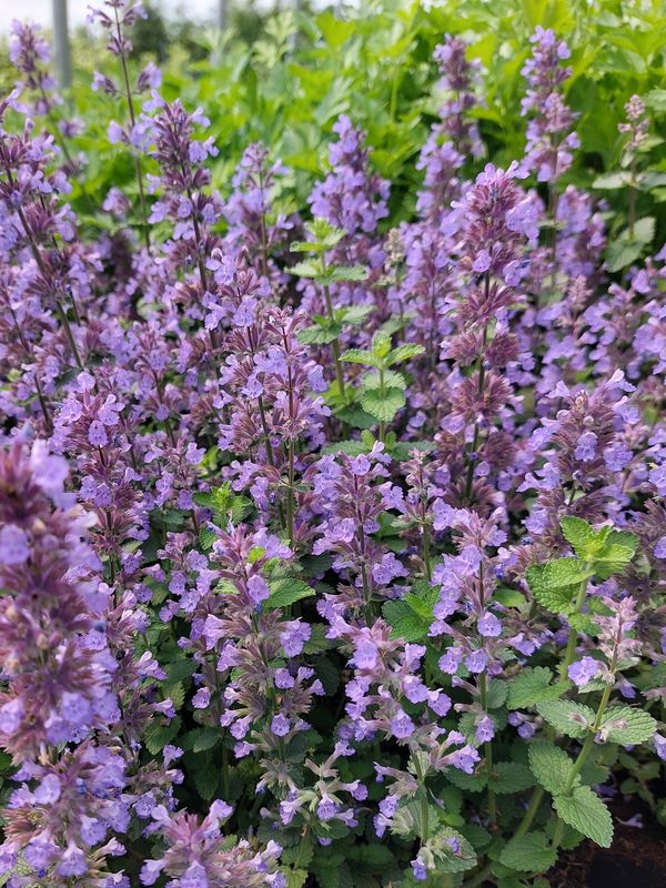 Nepeta x faassenii ‘Cat`s Pajamas Blue’