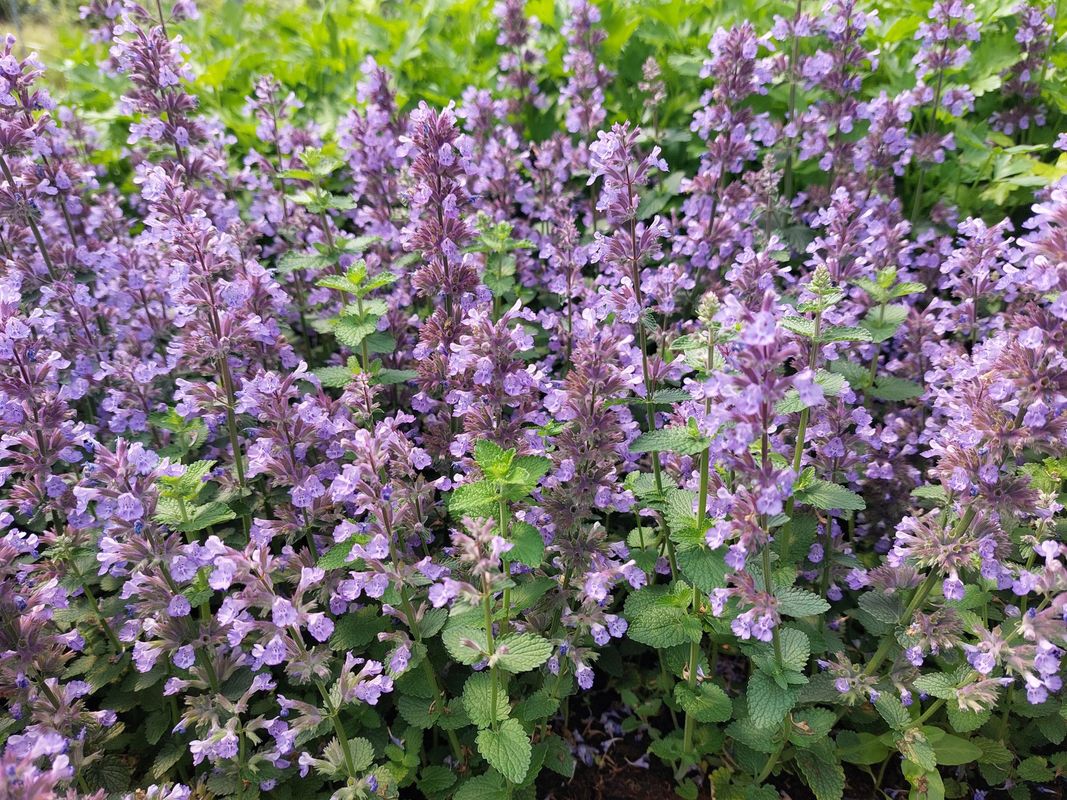 Nepeta x faassenii ‘Cat`s Pajamas Blue’