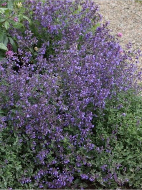 Nepeta x faassenii ‘Kit Cat’