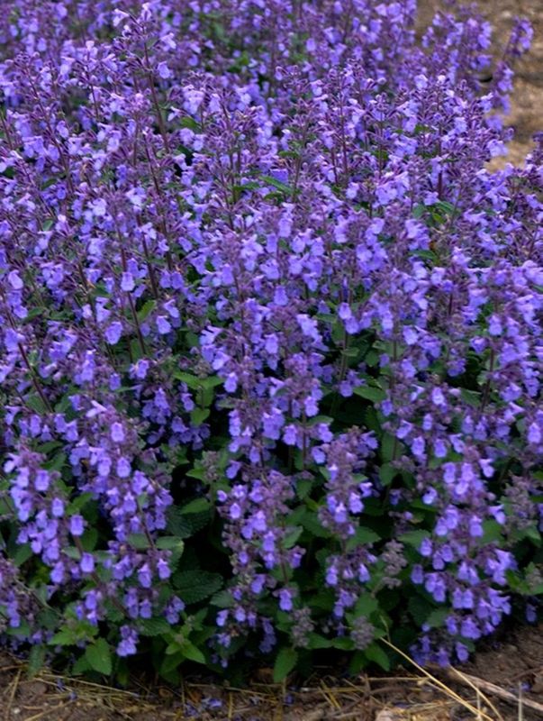 Nepeta x faassenii ‘Picture Purrfect’
