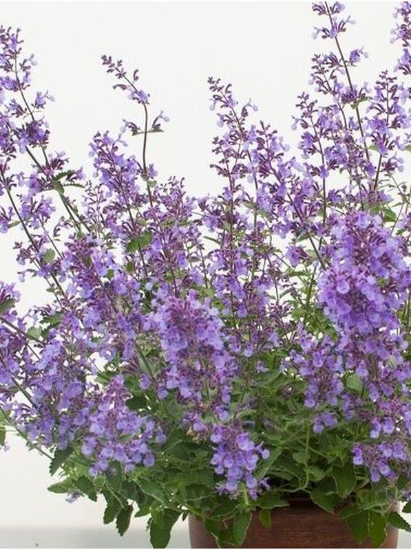 Nepeta x faassenii ‘Junior Walker™’