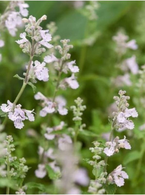 Nepeta x faassenii ‘Snowflake’