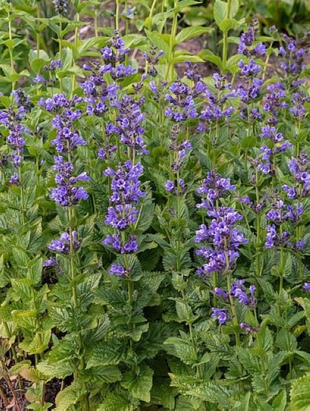 Nepeta hybrida ‘Blue Planet’