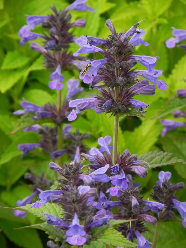 Nepeta kubanica ‘Neptune’