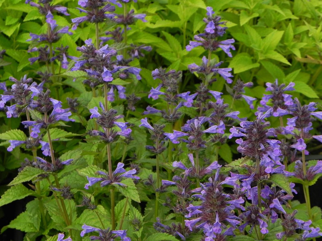 Nepeta kubanica ‘Neptune’