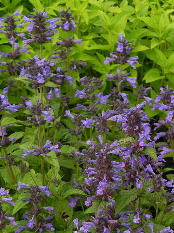 Nepeta kubanica ‘Neptune’