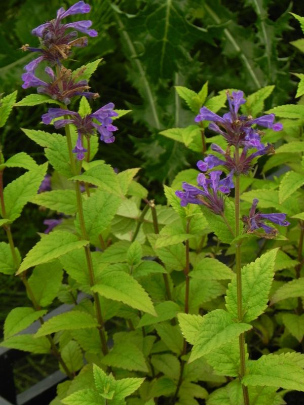 Nepeta kubanica ‘Neptune’