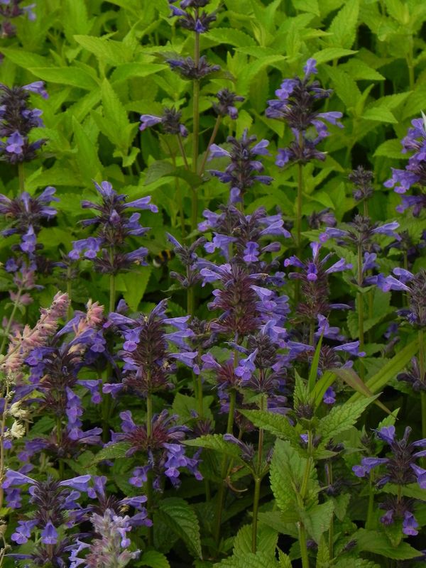 Nepeta kubanica ‘Neptune’