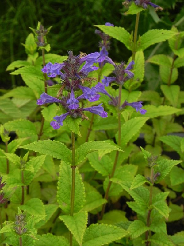 Nepeta kubanica ‘Neptune’