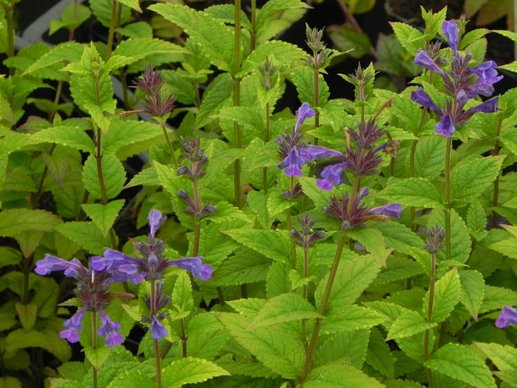 Nepeta kubanica ‘Neptune’