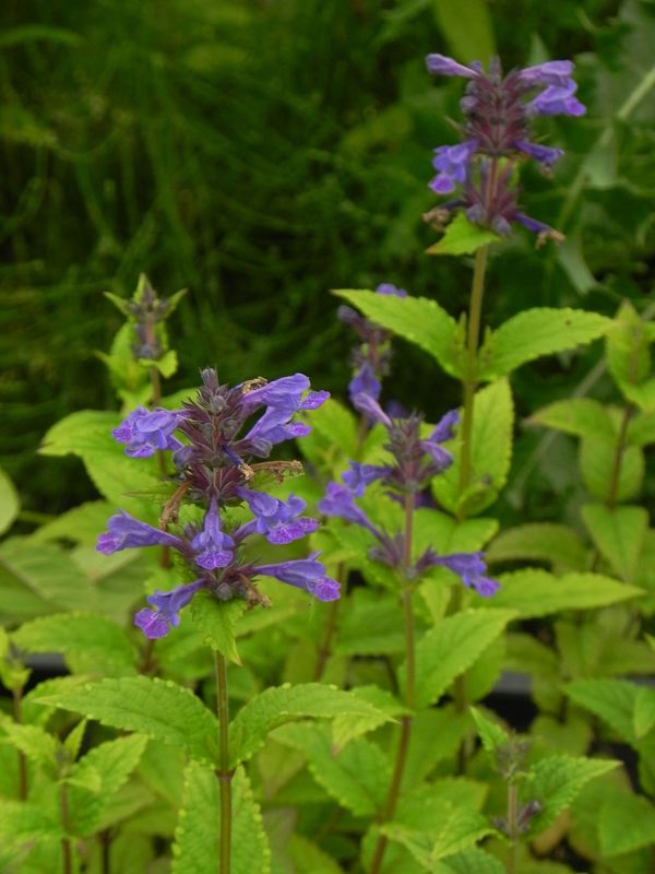 Nepeta kubanica ‘Neptune’