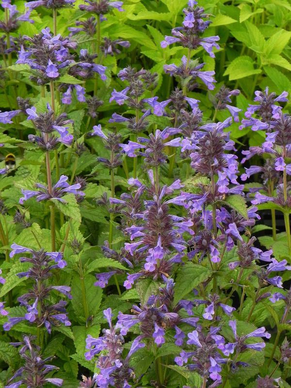 Nepeta kubanica ‘Neptune’