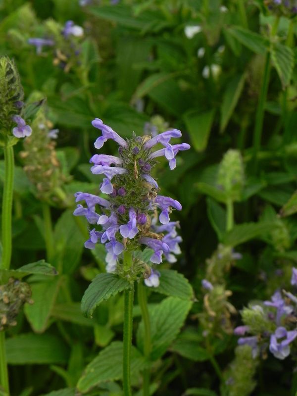 Nepeta nervosa ‘Blue Moon’