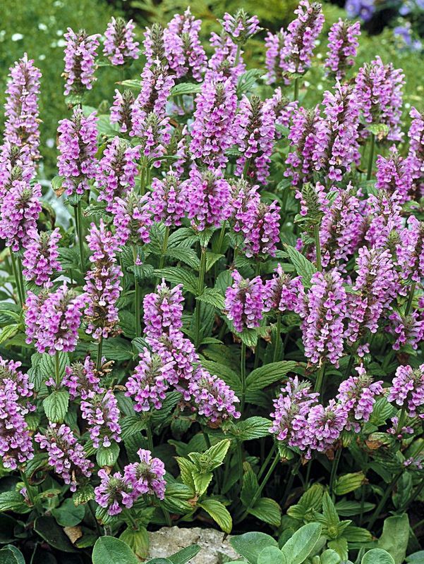 Nepeta nervosa ‘Pink Cat’