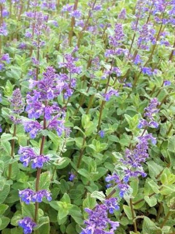 Nepeta racemosa ‘Superba’