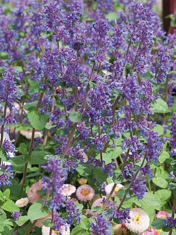 Nepeta racemosa ‘Grog’