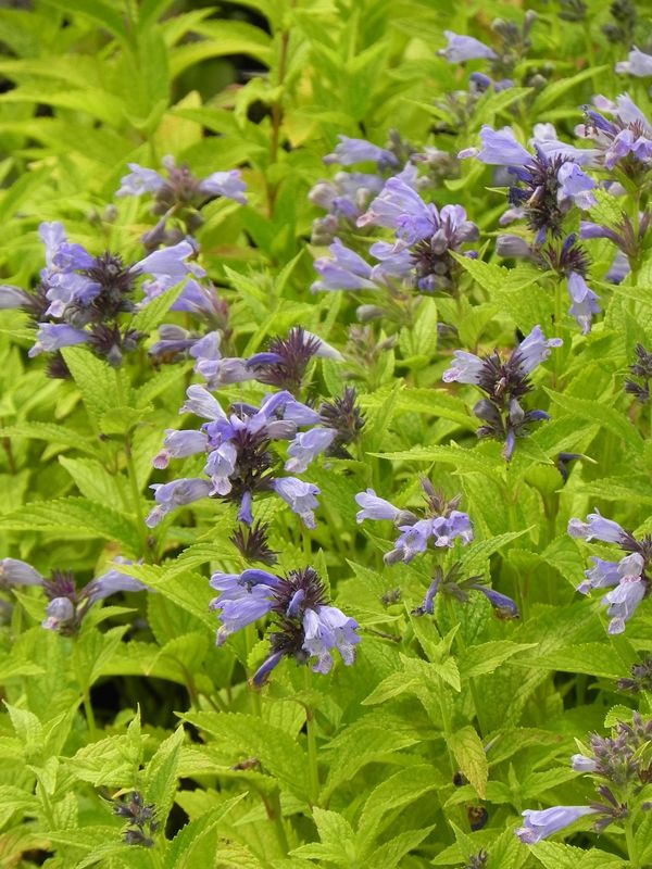Nepeta subsessilis ‘Blue Dreams’