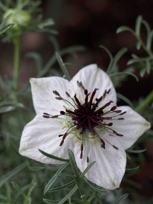 Nigella sativa