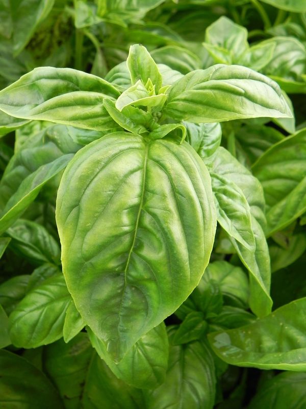 Ocimum basilicum