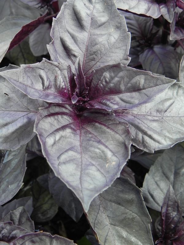 Ocimum basilicum ‘Red Rubin’