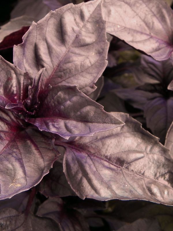 Ocimum basilicum ‘Dark Opal’