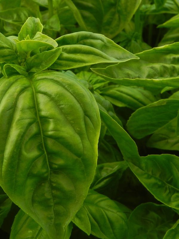 Ocimum basilicum ‘Genoveser’