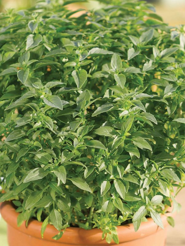 Ocimum basilicum ‘Green Sensation’