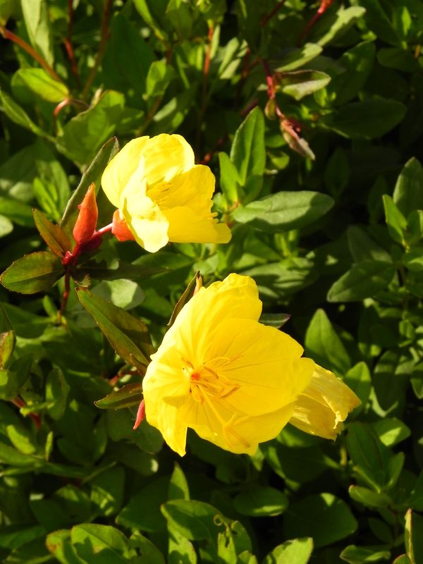 Oenothera fruticosa ‘Youngii’