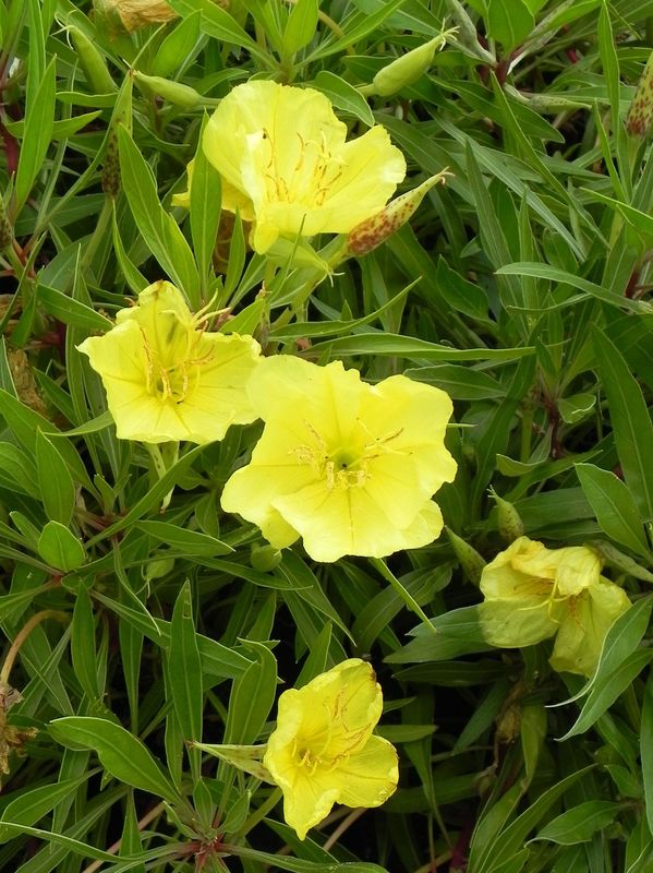 Oenothera missouriensis