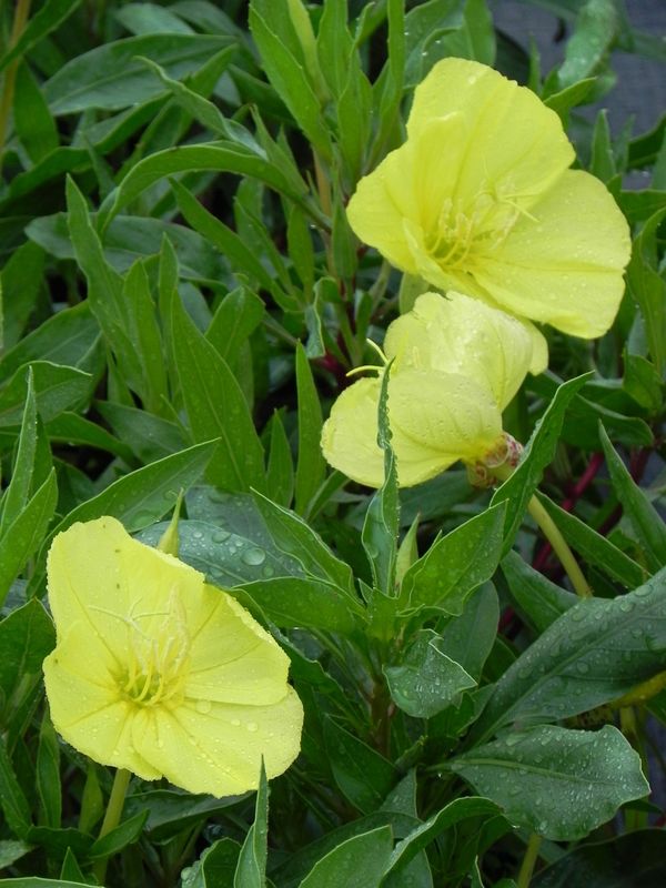 Oenothera missouriensis