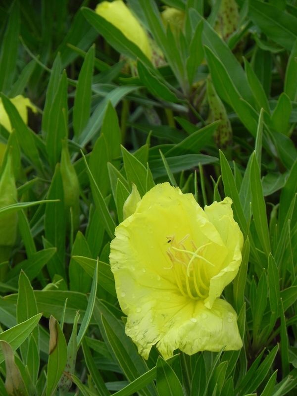 Oenothera missouriensis