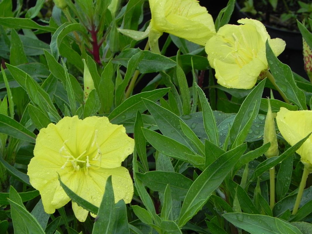 Oenothera missouriensis
