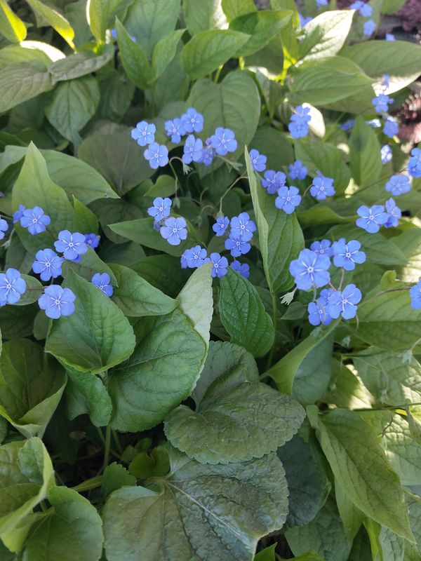 Omphalodes verna