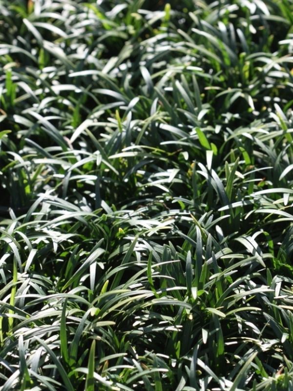 Ophiopogon planiscapus ‘Minor’