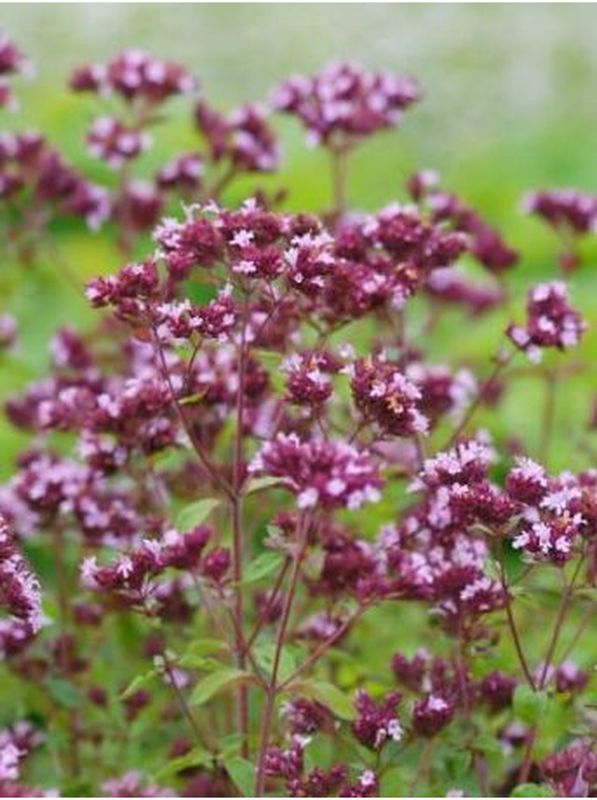 Origanum laevigatum ‘Herrenhausen’