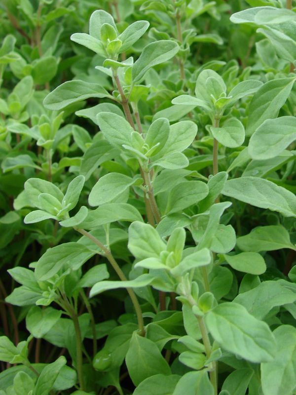 Origanum majorana