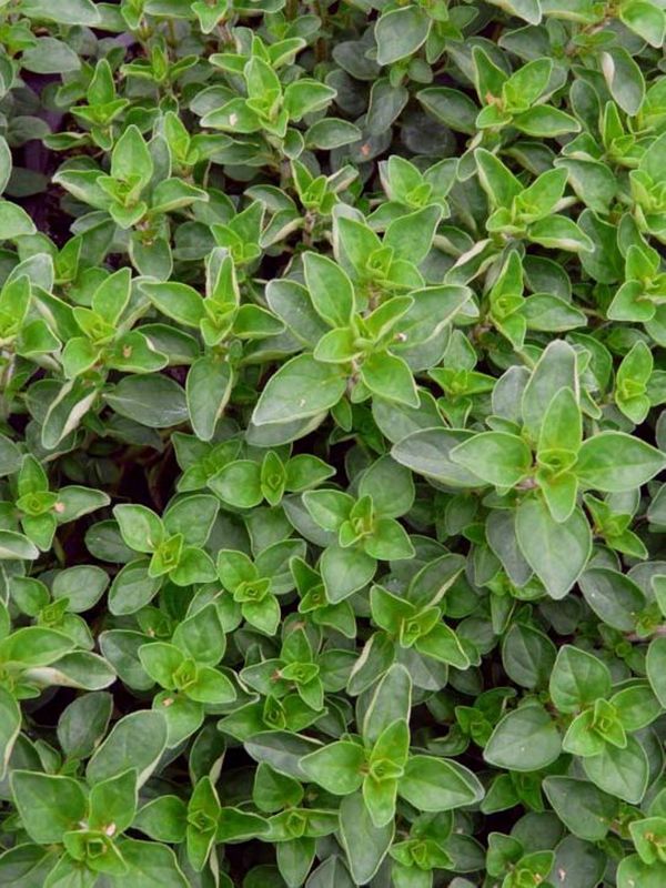 Origanum vulgare