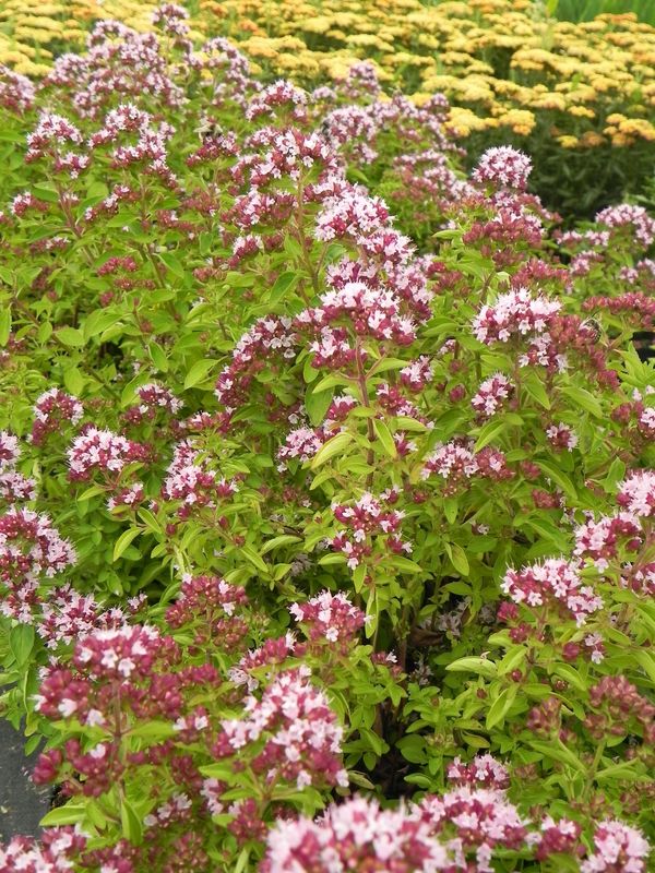 Origanum vulgare ‘Compactum’