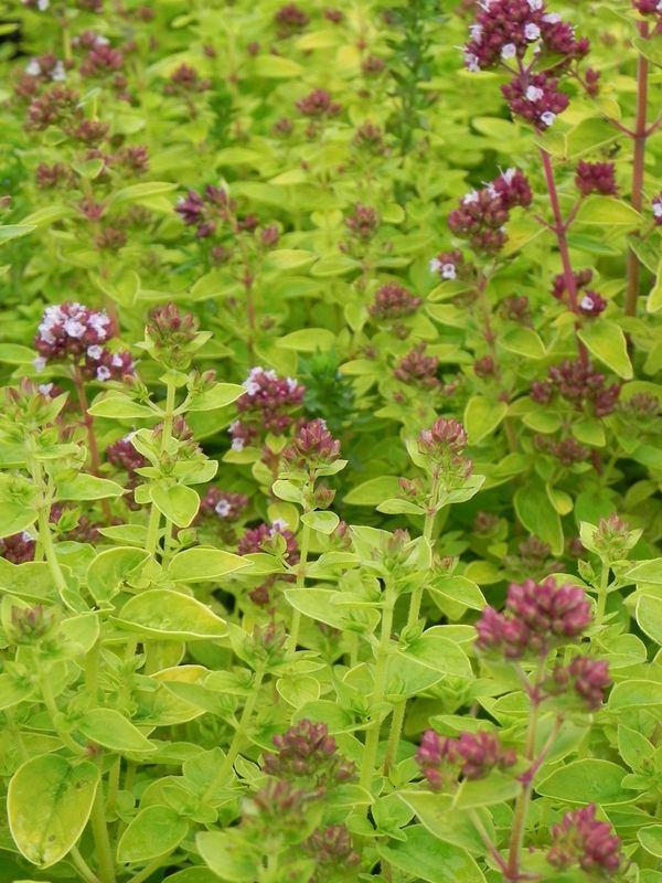 Origanum vulgare ‘Thumble's Variety’