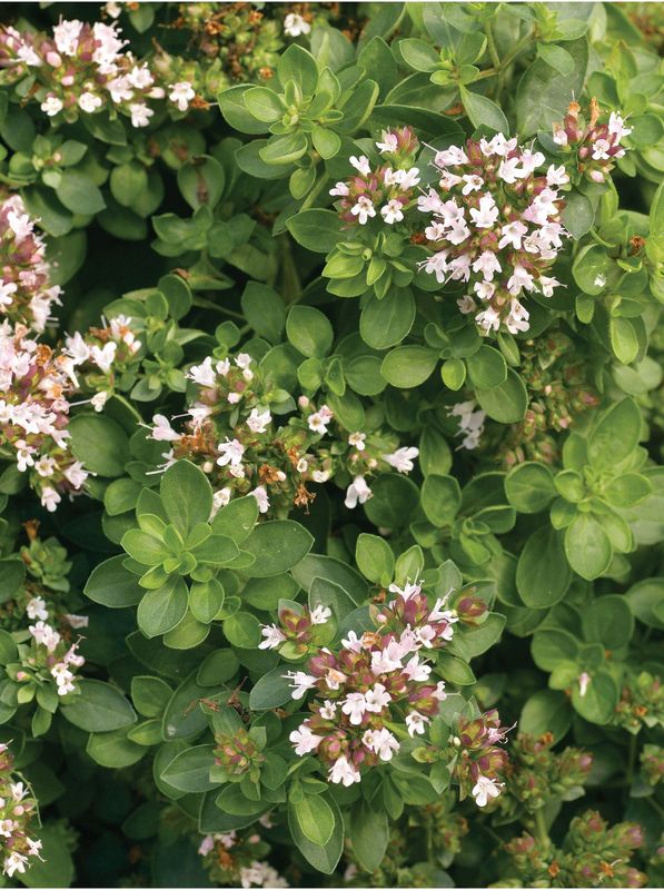 Origanum vulgare ‘Green’